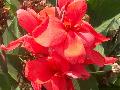 Crimson Beauty Canna / Canna 